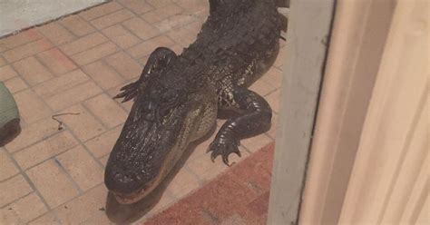 Massive 10 Foot Alligator Greets Florida Man On Doorstep Huffpost