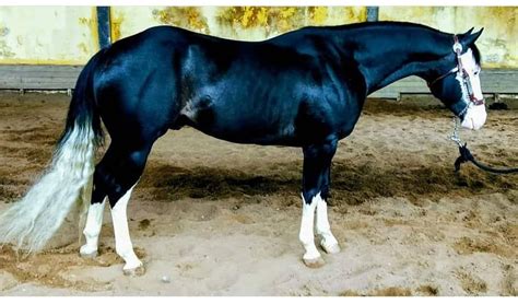 Pin By Janel Rushton On Cavalo Reining Horses Aqha Stallion