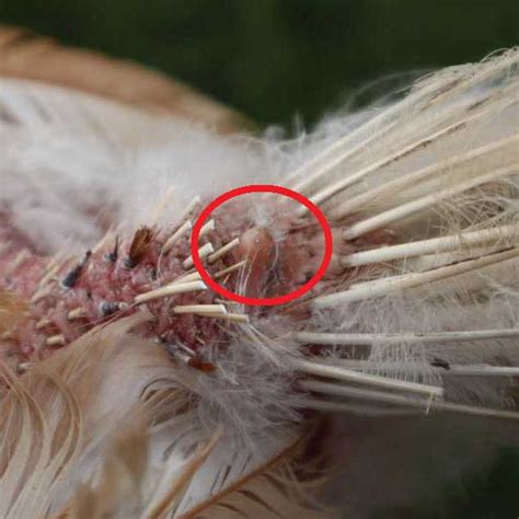 Uropygial Gland (Preen or Oil Gland) | British Hen Welfare Trust