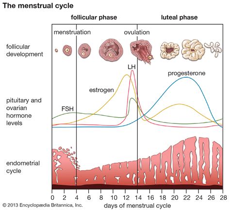 Menstrual Cycle Phases Follicular Phase Ovulation And Luteal Phase