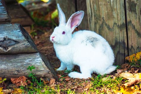 Facts About Rabbits That Are So Unspeakably Adorable Pet