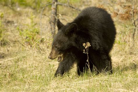 black bear cub empowering the spirit
