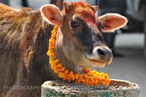 The Cow Festival Day Three Of Tihar In Nepal