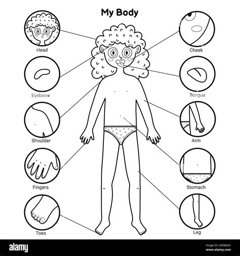 Anatomy Body Poster Hi Res Stock Photography And Images Alamy