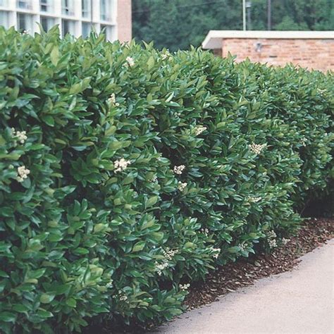 Wax Leaf Privet Ligustrum Japonicum Upright Evergreen Shrub With