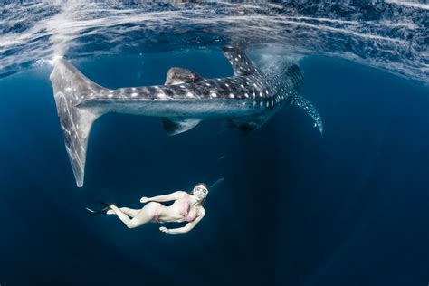 27 Stunning Photos Of Models Swimming And Posing With Whale Sharks In