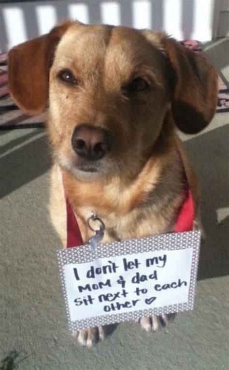 32 Guilty Dogs That Would Do It Again If They Could 10 Made My Day Lol