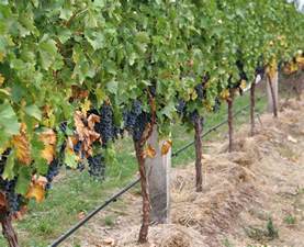 Grape Vines Trellis Bing Images Grape Vine Pruning Grape Vine