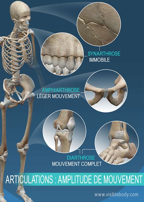 To know the architecture of compact and spongy (cancellous) bone. Apprentissage de l'anatomie du squelette | Articulations ...