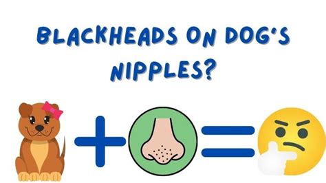 Blackheads On Dogs Nipples 5 Simple Reasons Bulldogpapa