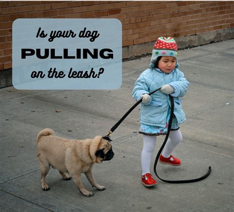 How To Teach Your Dog Not To Pull On A Leash Pethelpful