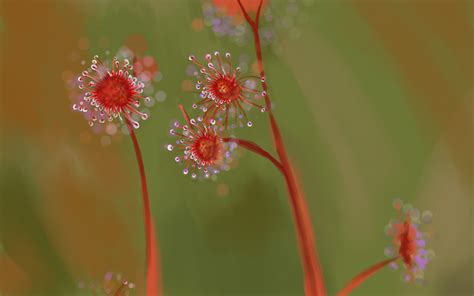 Drops Macro Flowers Plants Dew Wallpapers Hd Desktop And Mobile