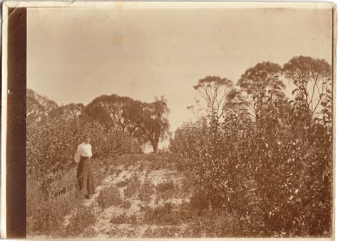 Photographs Of Orchards At Forest Hill Sandford Tasmania C 1910