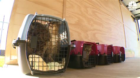 Operation ‘git Meow Rescues Feral Cats From Gitmo Nbc4 Washington