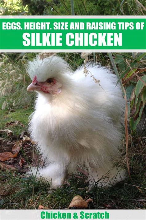 Silkie Chickens Eggs Height Size And Raising Tips