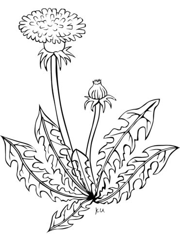 Bekijk meer ideeën over kleurplaten, thema, peuterspeelzaal. Dandelion coloring page | Free Printable Coloring Pages