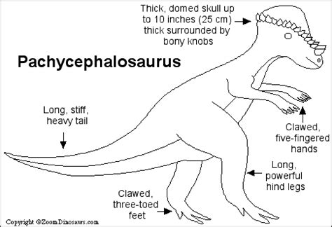 pachycephalosaurus enchanted learning software