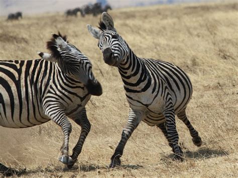 Zebra Fight Photo