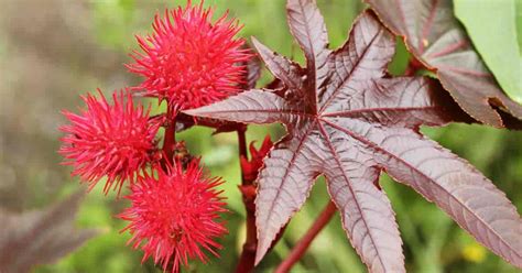 Each female flower sports a red stigma, the sticky bulb seen in the center of the petals. Growing Castor Bean Plants: How To Care For Ricinus Communis