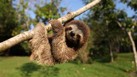 Bbc One Minnie The Sloth Hanging Out Natures Miracle Orphans