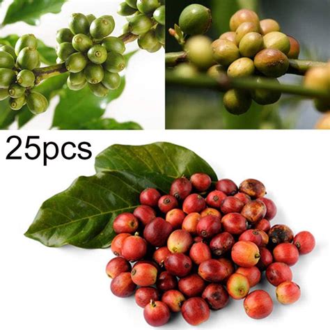 Loadsecr S Garden 25pcs Coffee Bean Seed Easy To Grow Organic Bonsai Non Gmo
