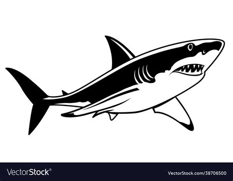 Black And White Shark Drawing Royalty Free Vector Image