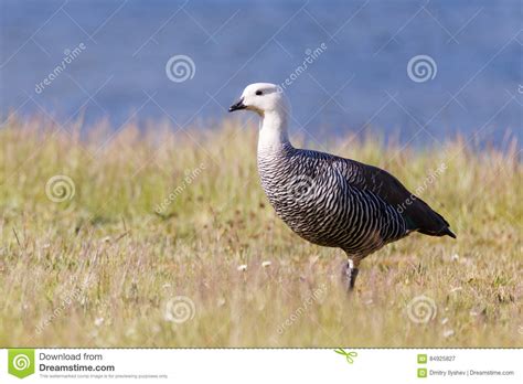 Patagonian Goose Birds Animals Argentina Stock Image Image Of