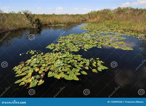 Lily Pads In Everglades National Park Stock Photo Image Of Park
