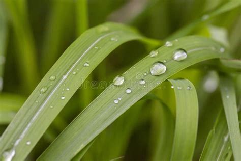 Fresh Green Grass With Dew Drops Close Up Water Driops On The Fresh