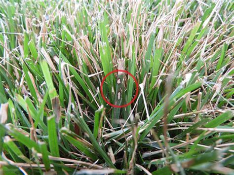 Lawn Pest And Disease Alert Brown Patch And Sod Webworm Natures