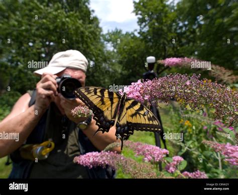 Photographer Photographing An Eastern Tiger Swallowtail Papilio