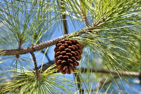 Pine Cone In Tree Close Up Free Stock Photo Public Domain Pictures