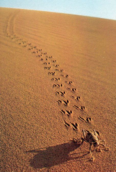 ภเгคк ค๓๏ Animal Tracks Desert Photography North American Animals