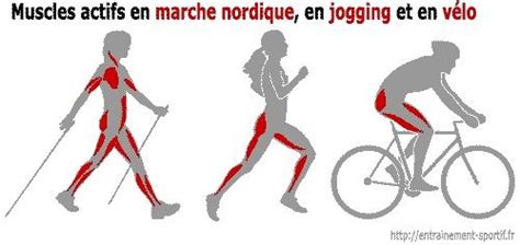 Muscles Actifs En Marche Nordique En Jogging Et En Vélo Alors Que La