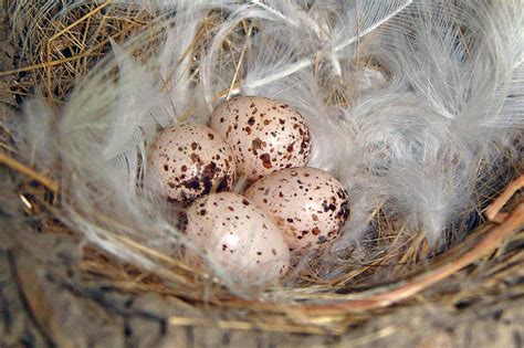 Barn Swallow Eggs Photo Red Slough Wma Photos At