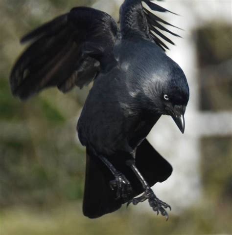 1703 Flying Crow Photos And Premium High Res Pictures Getty Images