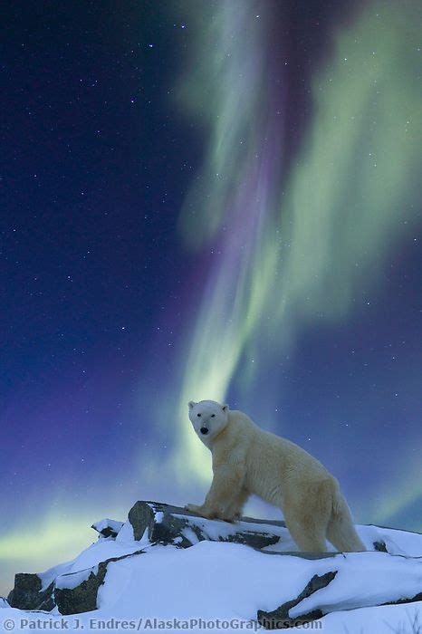 Aurora And Polar Bear In The Arctic