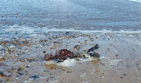 Shock Find Mystery As Rotting ‘mermaid Washed Up On British Beach