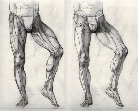 Resultado de imagen para legs muscles drawing Arte de anatomía humana
