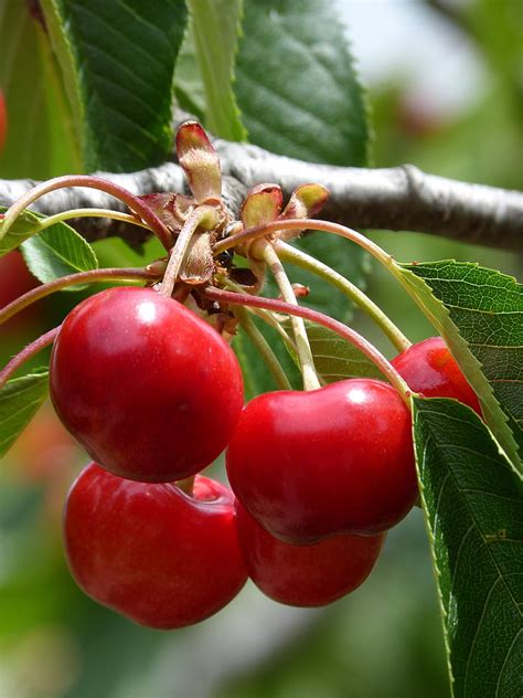 Free Photo Cherries Cherry Red Fruit Sweet Leaf Fruit Red Hippopx