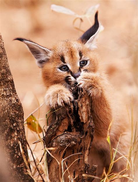 Adorable Photos Of Baby Caracals One Of The Most Beautiful Cat Species