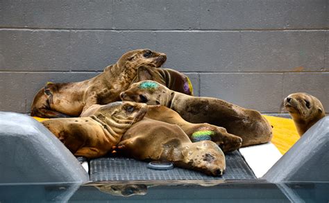 In Tough Year For Seals And Sea Lions Rescue Center Works Overtime