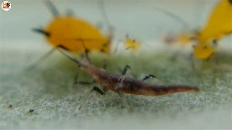Lacewings Larvae Attacks On Aphids Colony Youtube