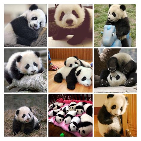 Collage Of Pandas Pandas Fan Art 35064580 Fanpop