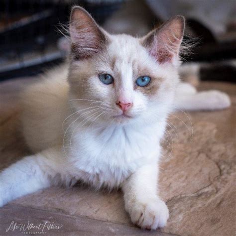 Madeline Female Ragdoll Cat In Qld Petrescue