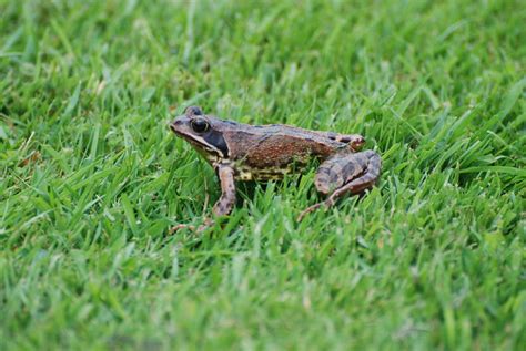 Frog Grass Flickr Photo Sharing
