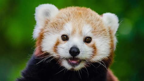 Baby Red Pandas