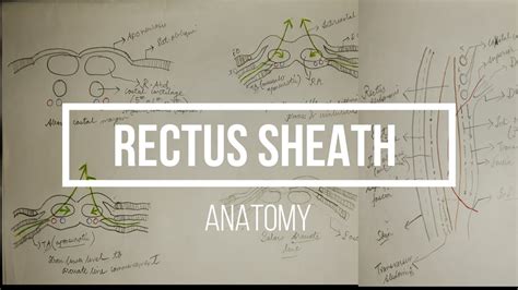 Rectus Sheath Anterior Abdominal Wall Anatomy 2 YouTube