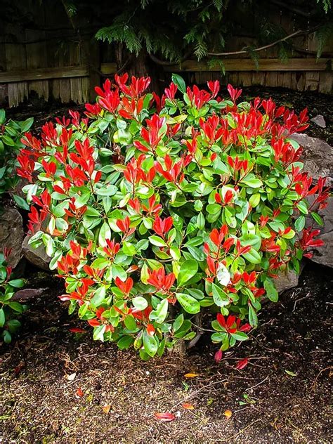 Red Tip Photinia For Sale The Tree Center