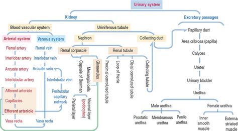 Epithelium Basicmedical Key